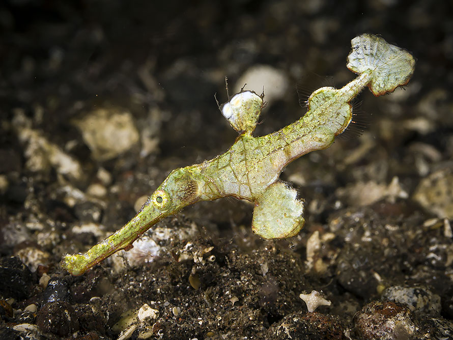 Solenostomus�halimeda